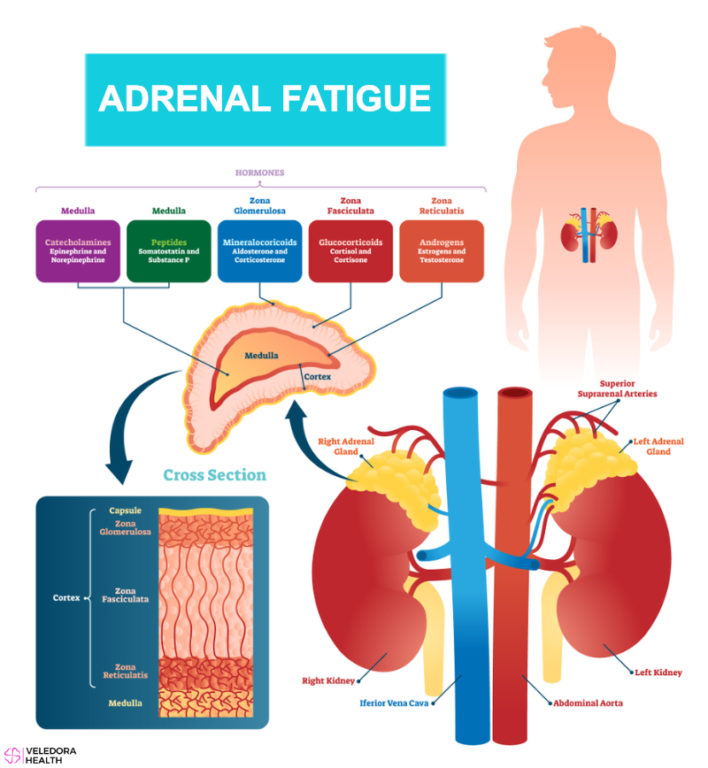 How Do You know You Suffer From Adrenal Fatigue?