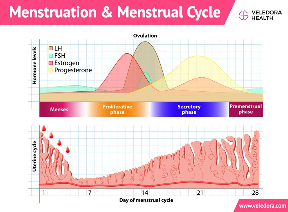 What Causes Your Period Cycle To Shortener